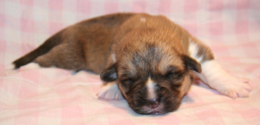 Puppies